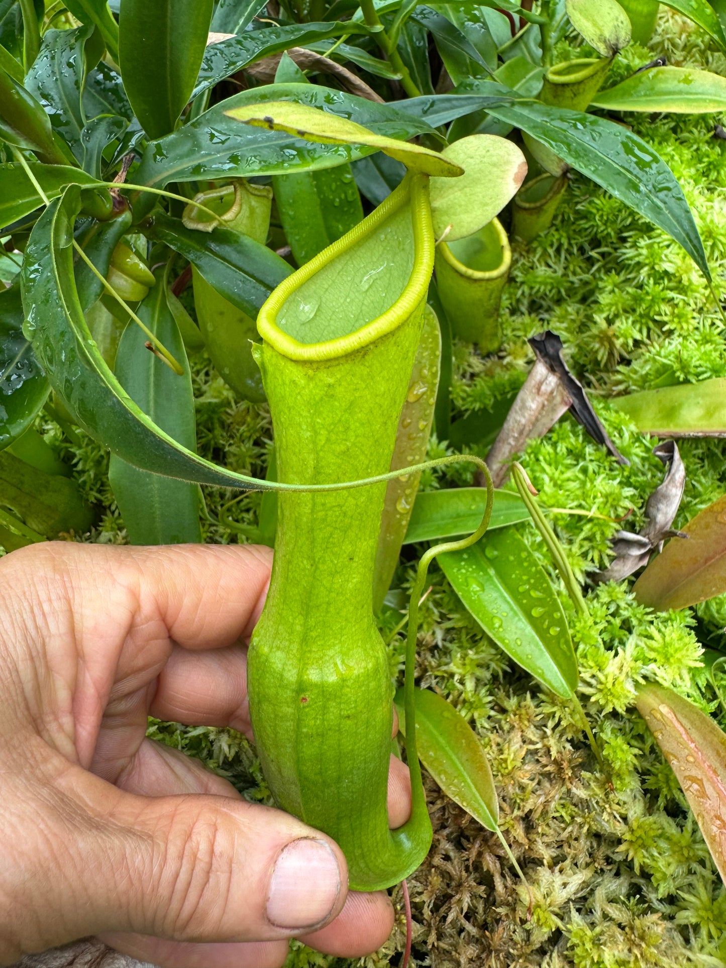 Nepenthes Alata x reinwardtiana rooted cutting