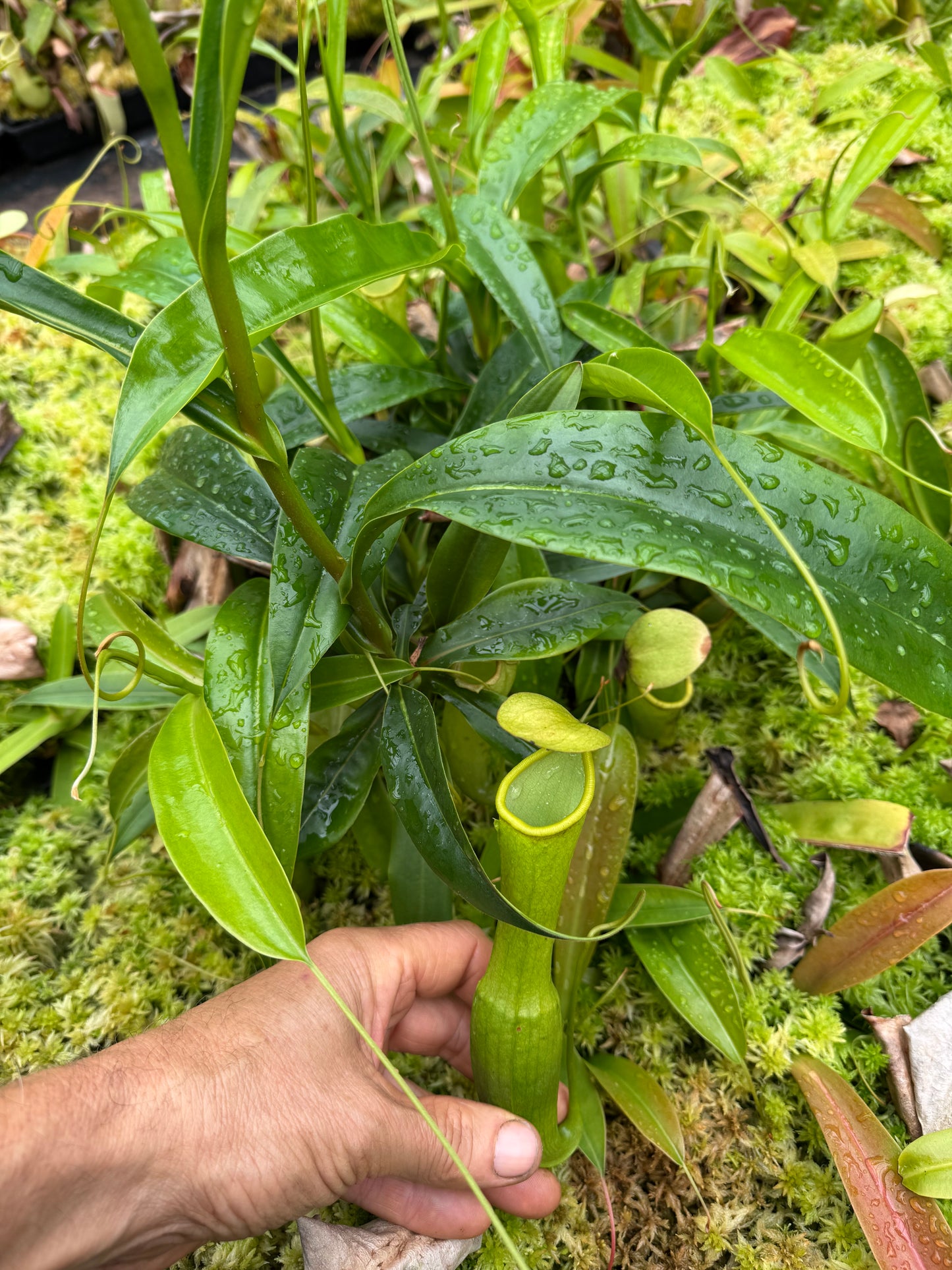 Nepenthes Alata x reinwardtiana rooted cutting