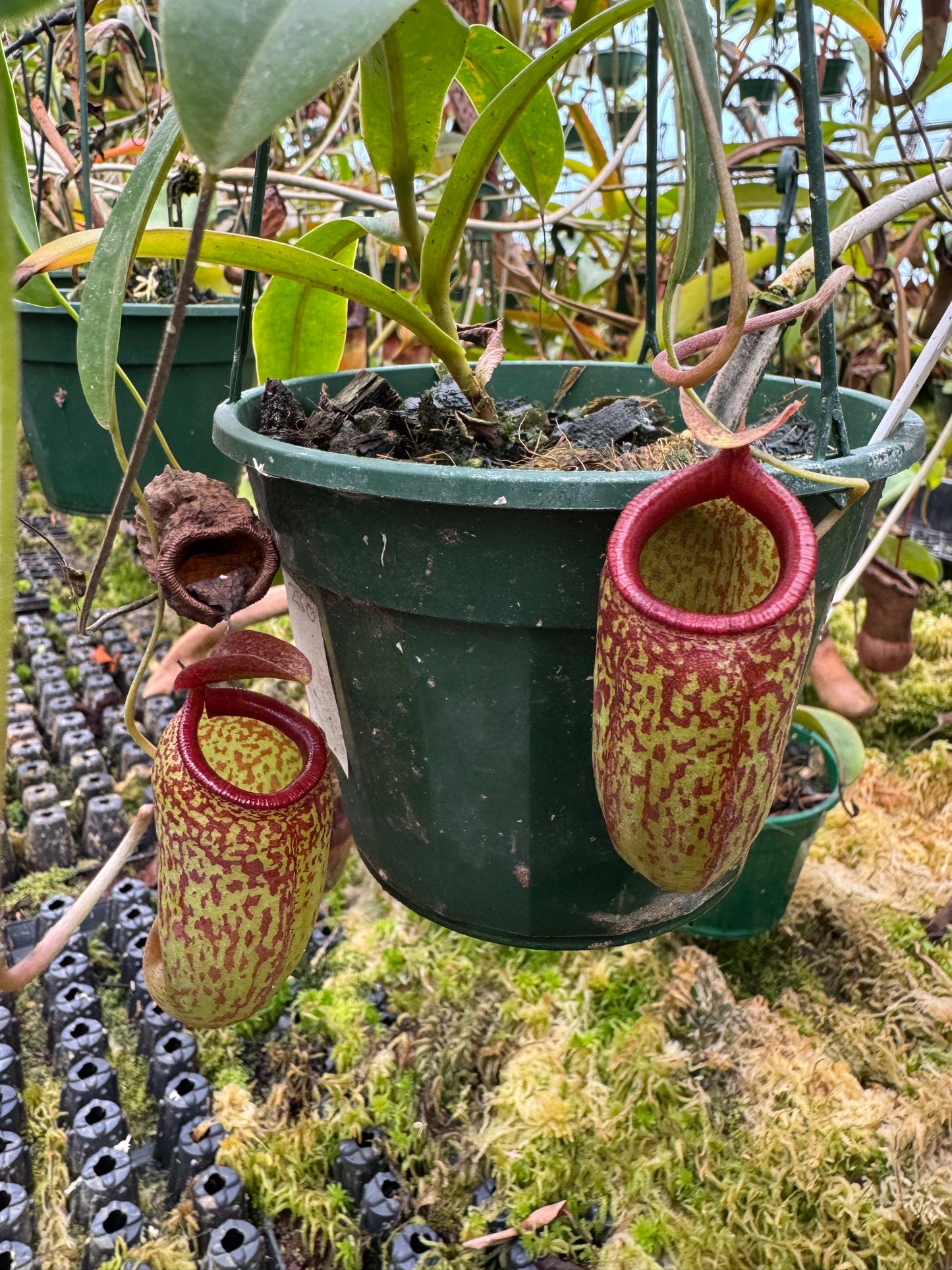 Nepenthes ventricosa x aristolochioides 140mm pot