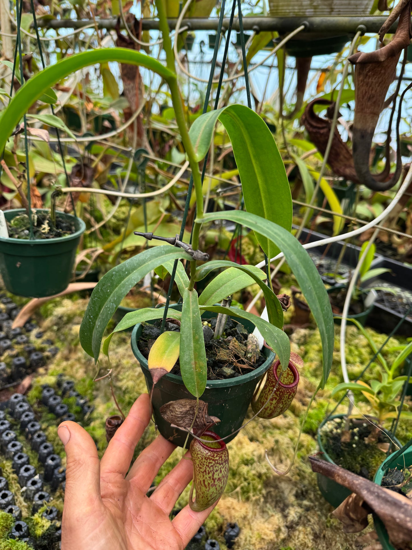 Nepenthes ventricosa x aristolochioides 140mm pot