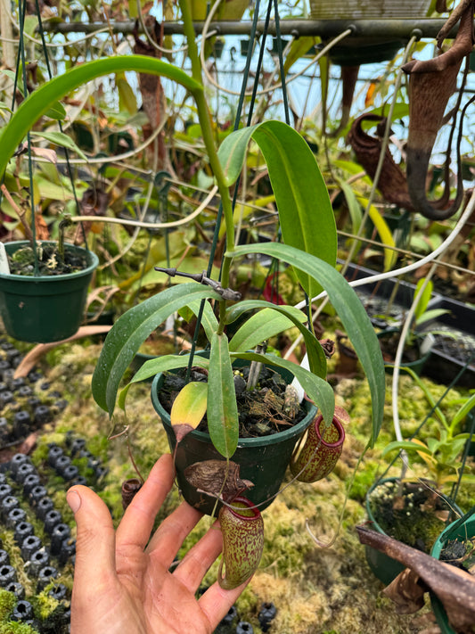 Nepenthes ventricosa x aristolochioides 140mm pot