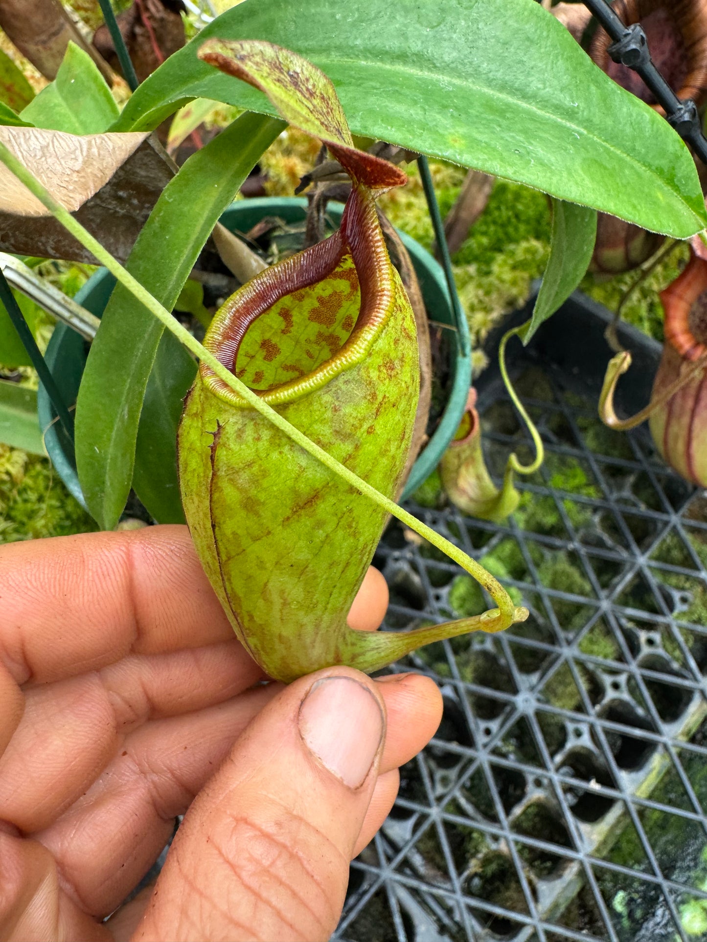 Nepenthes maxima dark x aristolochioides 140mm pot