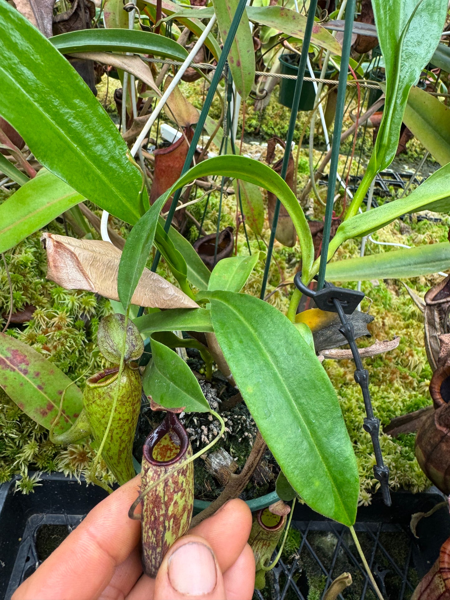 Nepenthes maxima dark x aristolochioides 140mm pot