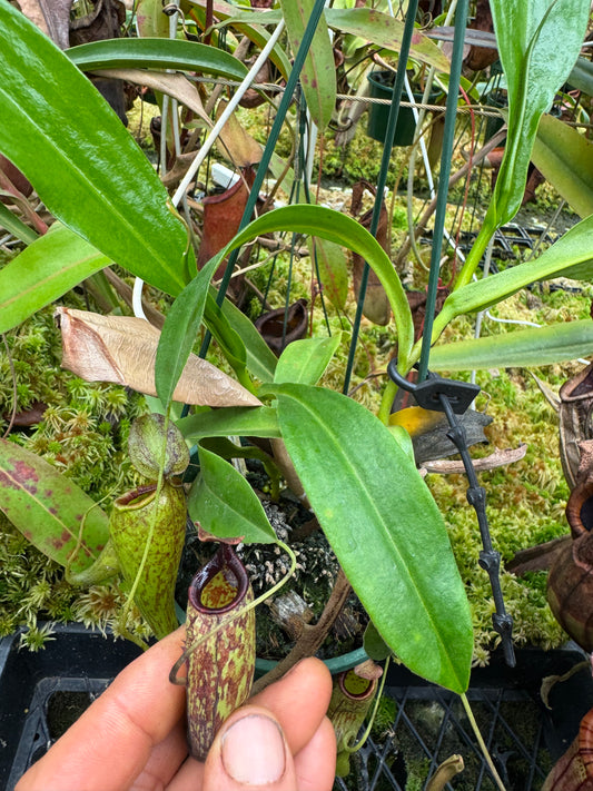 Nepenthes maxima dark x aristolochioides 140mm pot