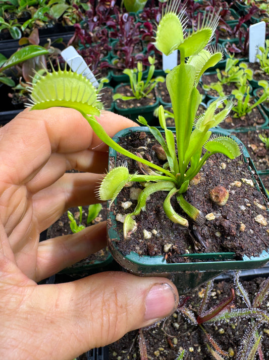 Venus flytrap 'green hulk'