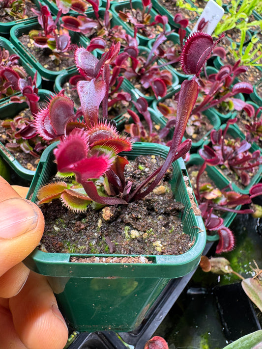 Venus flytrap 'red piranha'