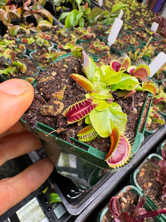venus flytrap 'giant traps'