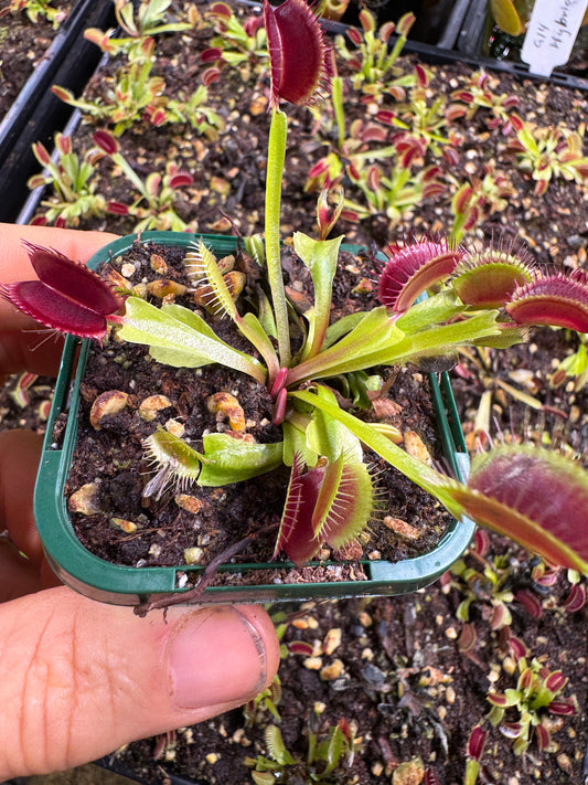 venus flytrap ' g14 hybrid'