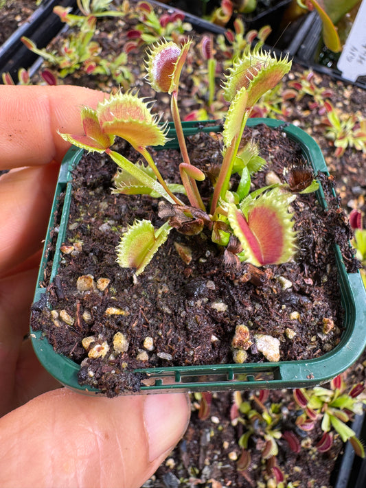venus flytrap 'dumpling'