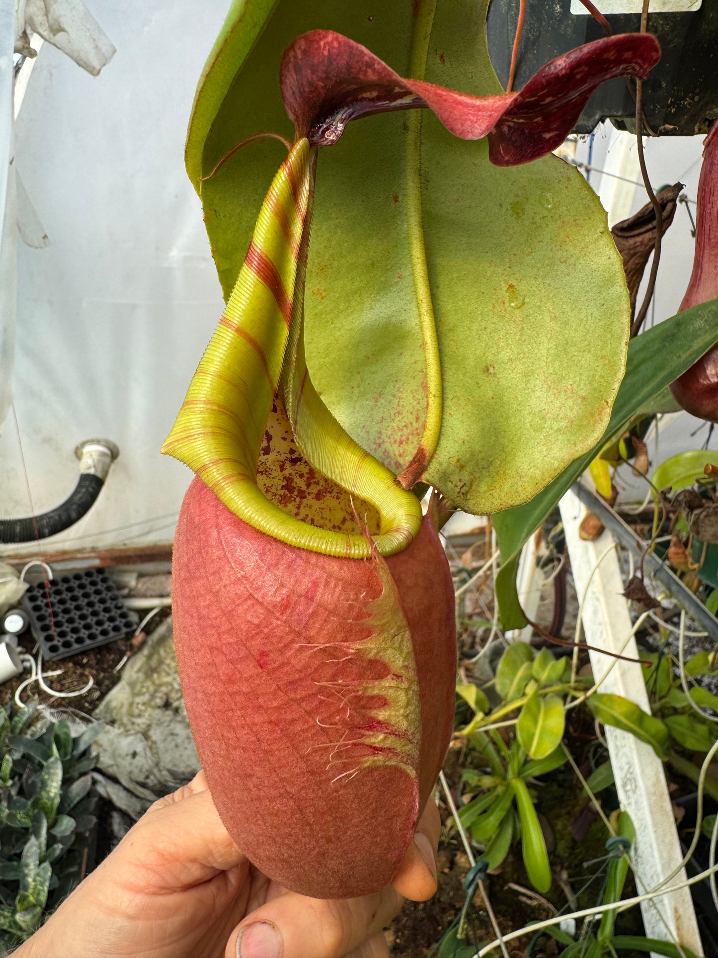 640.N.(Eymae x veitchii) x (maxima x edwardsiana) 140mm pot