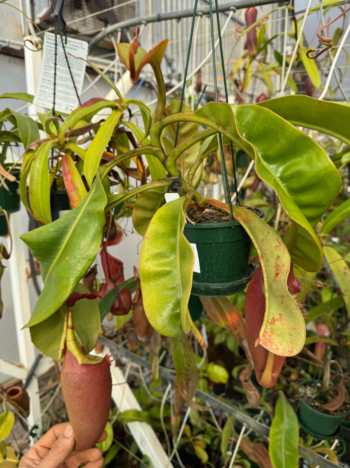 640.N.(Eymae x veitchii) x (maxima x edwardsiana) 140mm pot