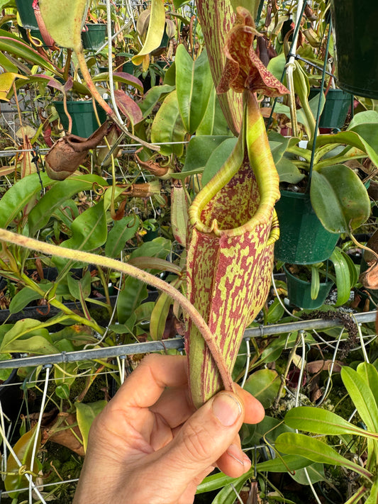 641.N.tiveyi x stenophylla 140mm pot