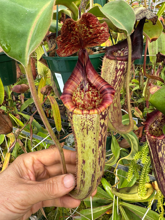642.N.{[(lowii x veitchii) x tiveyi] x platychila} x {[(lowii x veitchii) x boschiana] x (lowii x truncata)} 140mm pot