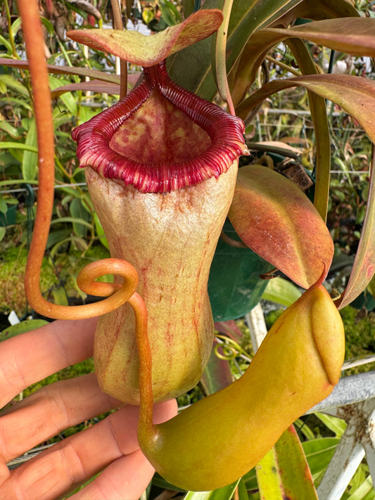 643.N.Ventricosa x sibuyanensis 140 mm pot