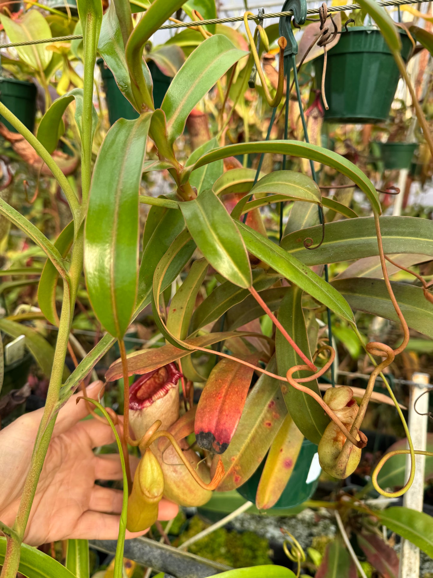 643.N.Ventricosa x sibuyanensis 140 mm pot