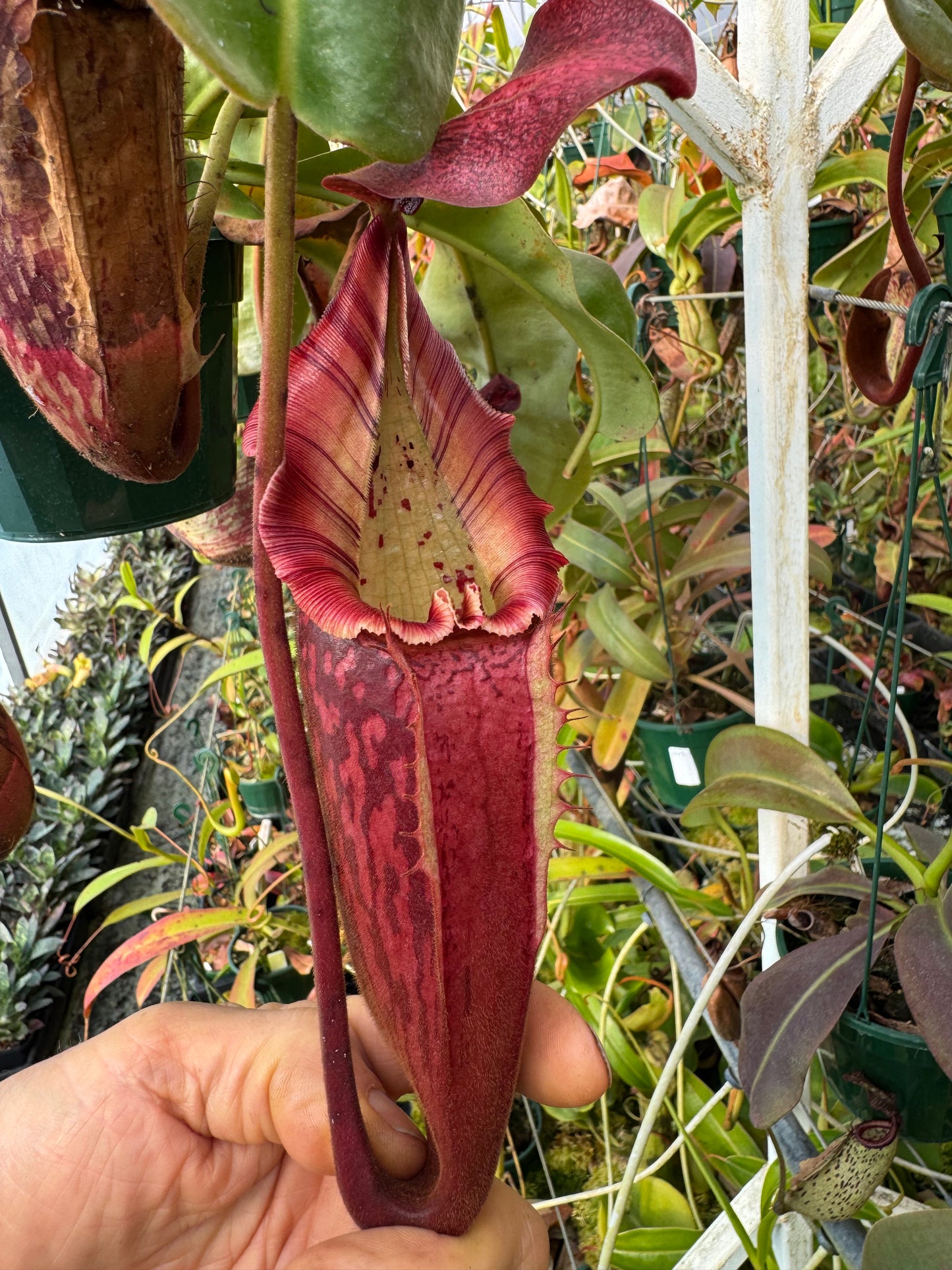 644.N.[(rokko ep x Boschiana) x (veitchii x burbidgeae)] x [(rokko x boschiana) x veitchii hose mountains] 140mm pot