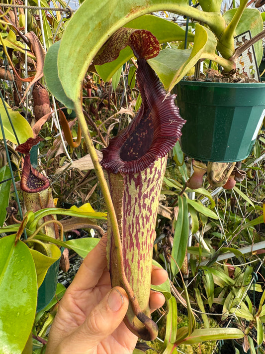 646.N. [(boschiana x fusca) x veitchii] x (maxima x edwardsiana) 140mm pot