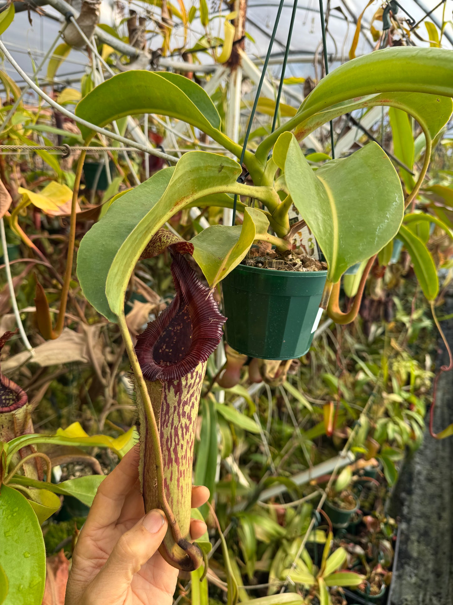 646.N. [(boschiana x fusca) x veitchii] x (maxima x edwardsiana) 140mm pot
