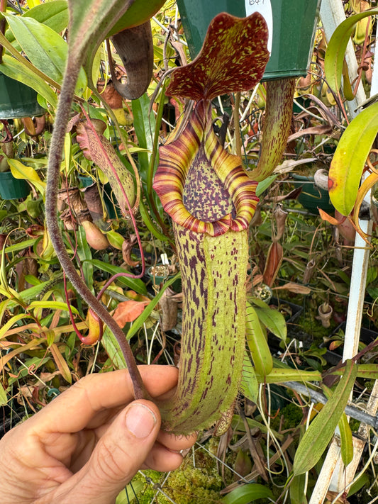 647.N.{[(lowii x vceitchii) x tiveyi] x platychila} x {[(lowii x veitchii) x boschiana] x (lowii x truncata)} 140mm pot