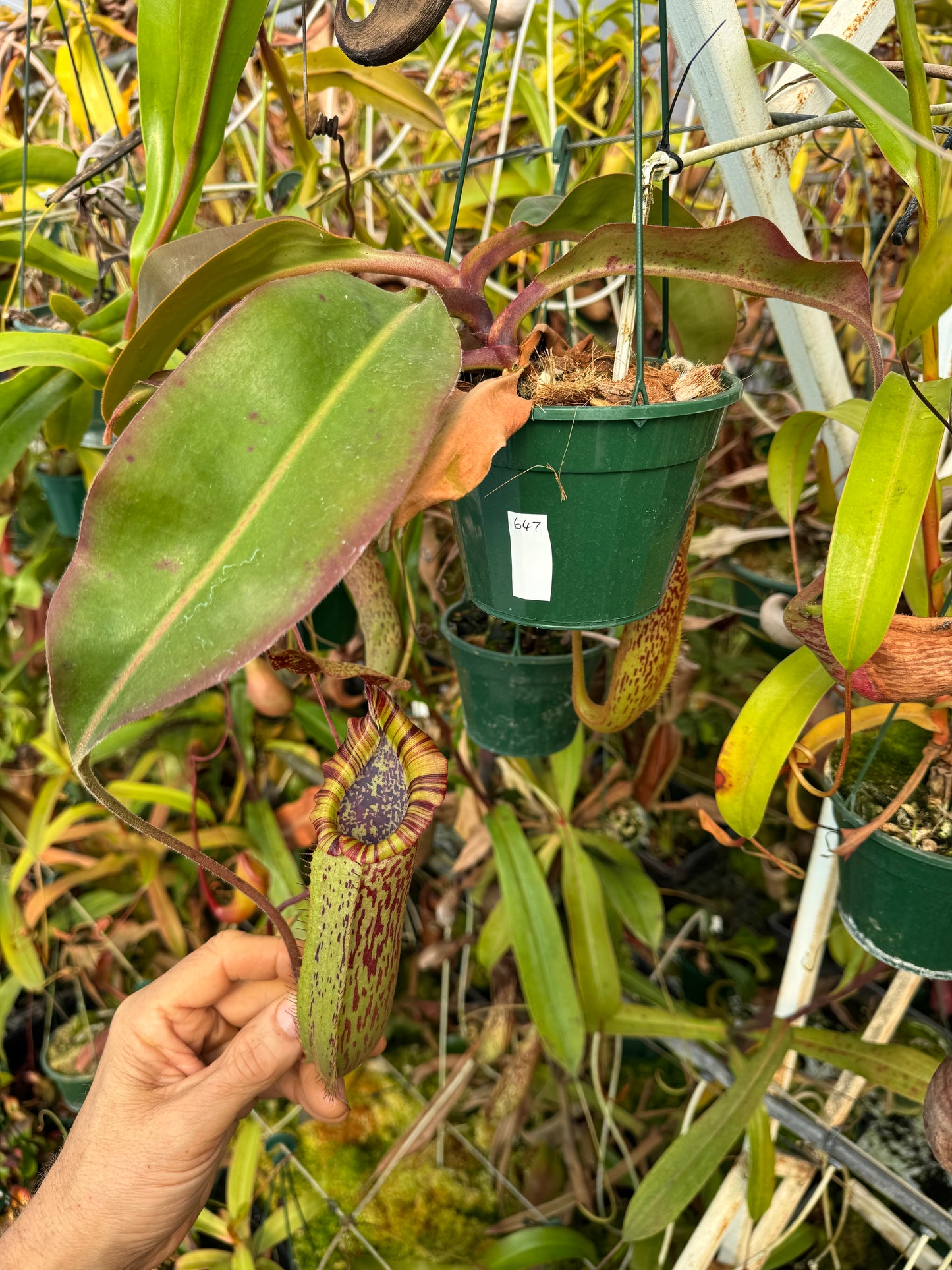 647.N.{[(lowii x vceitchii) x tiveyi] x platychila} x {[(lowii x veitchii) x boschiana] x (lowii x truncata)} 140mm pot