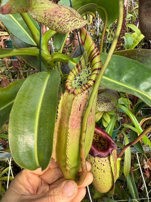 648.N.(veitchii x burbidgeae) x (maxima x edwardsiana) 140mm pot