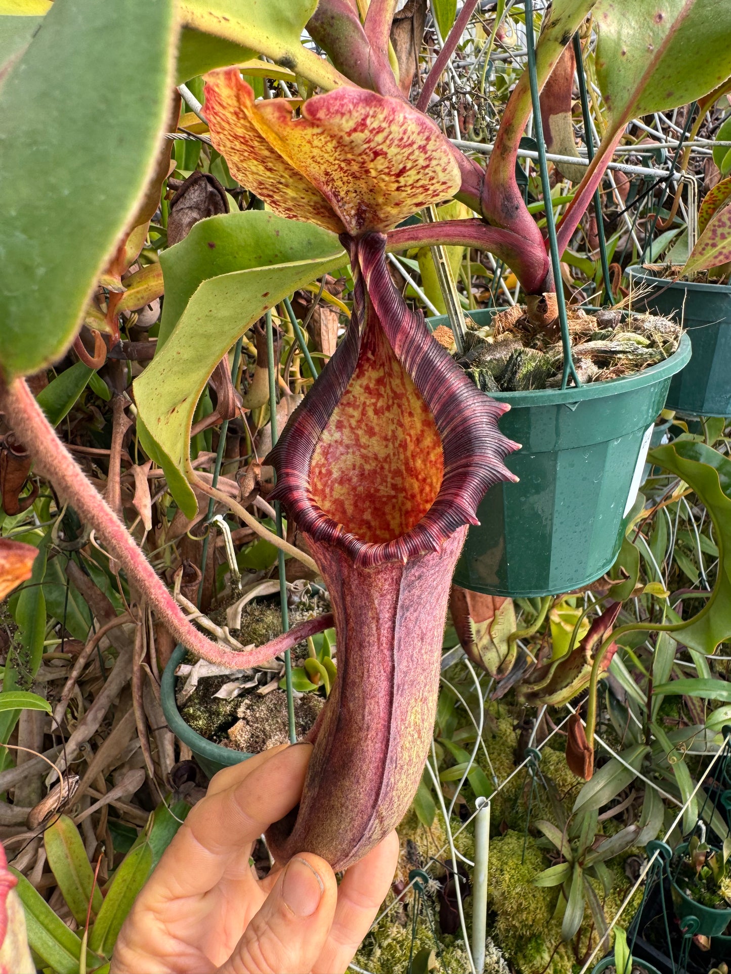 649.N.{[(LOWII x veitchii) x boschiana] x (lowii x truncata)} x LVB X LT 140mm pot