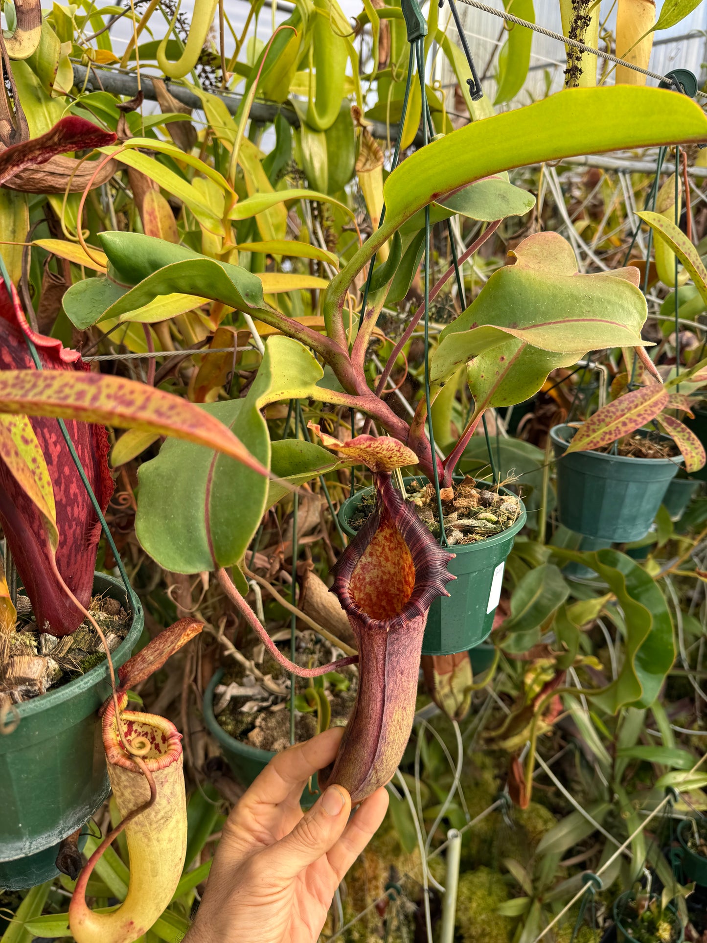 649.N.{[(LOWII x veitchii) x boschiana] x (lowii x truncata)} x LVB X LT 140mm pot
