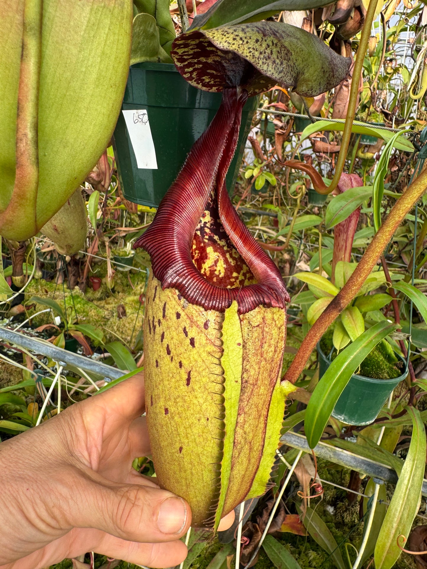 650 N (veitchii x burbidgeae) x {[(lowii x veitchii) x tiveyi] x (platychila x rajah)} 140mm pot