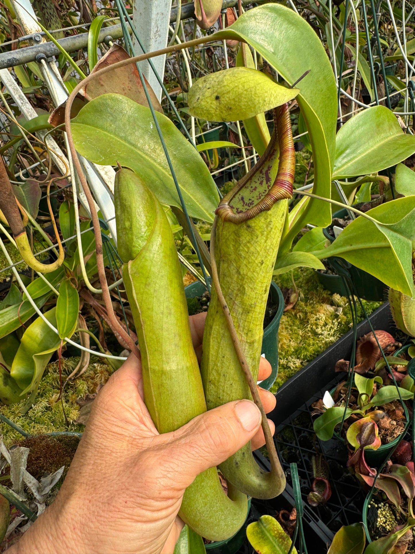 651.N.black dragon (truncata x izumeae) 140mm pot