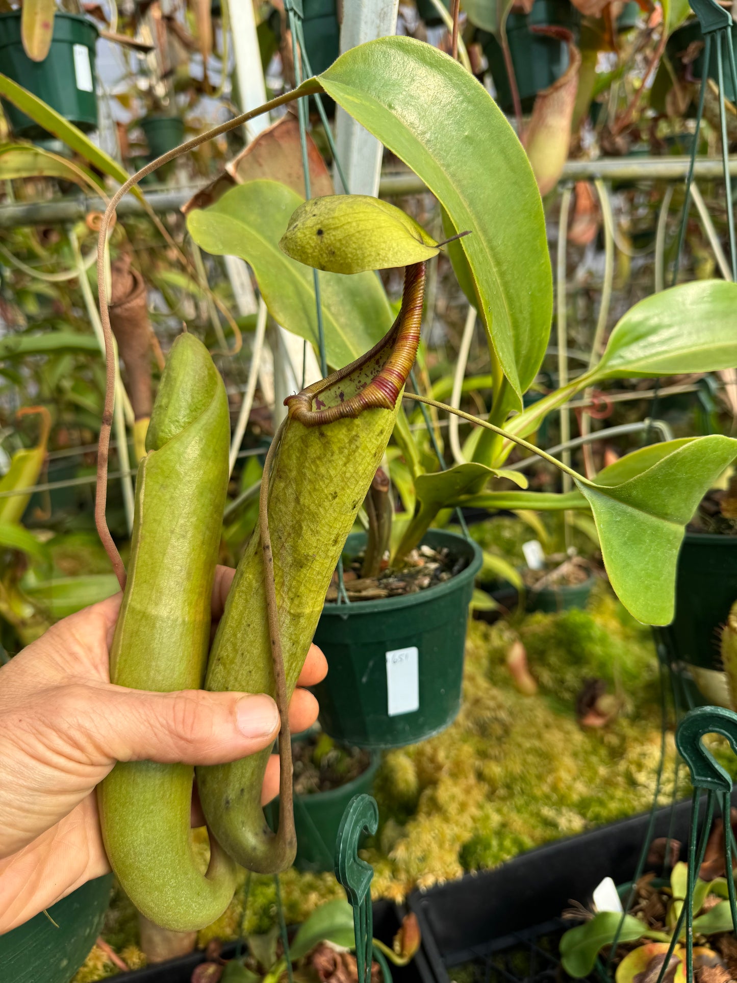 651.N.black dragon (truncata x izumeae) 140mm pot