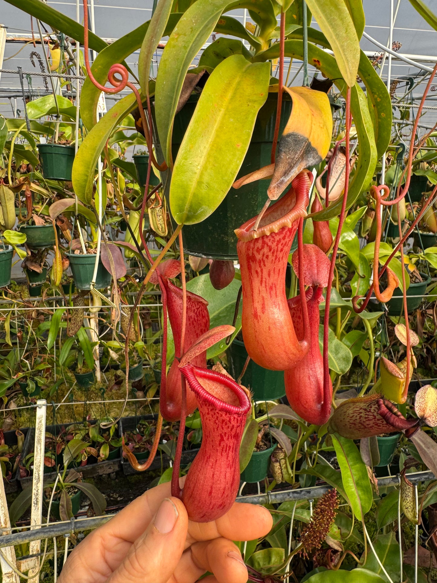 652.N.ventricosa x sibuyanensis red 140mm pot