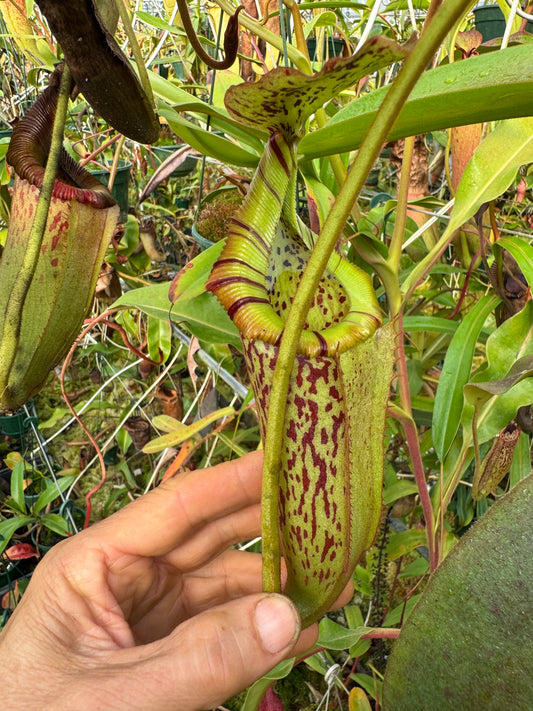 653.N. (veitchii x burbidgeae) x (maxima x edwardsiana) 1430mm pot