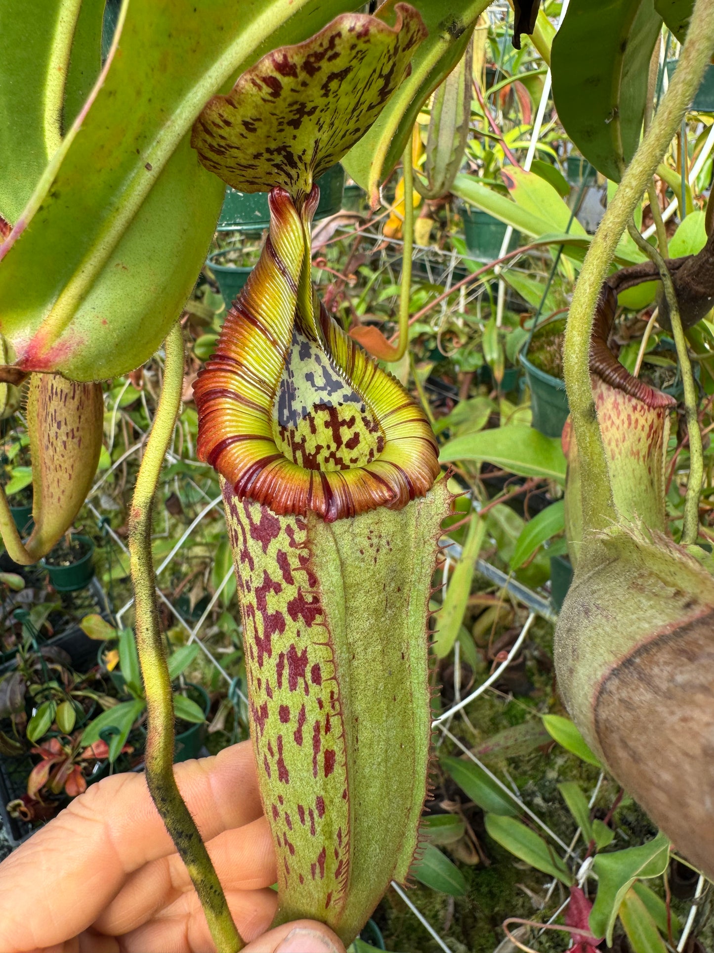 653.N. (veitchii x burbidgeae) x (maxima x edwardsiana) 1430mm pot