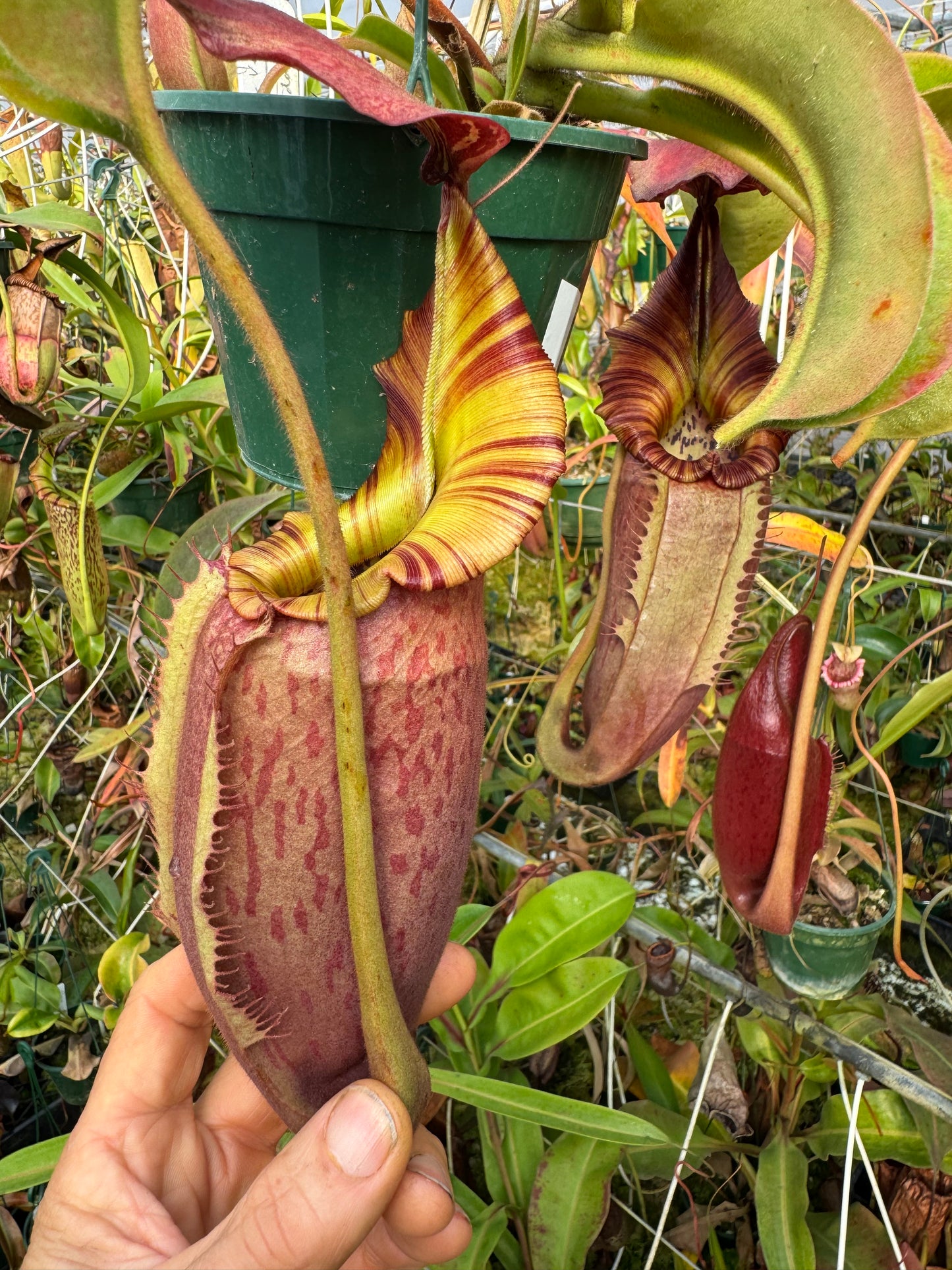 654.N. (eymae x veitchii) x (maxima x edwardsiana) 140mm pot