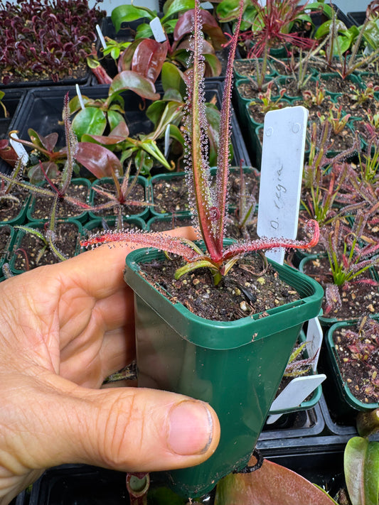 Drosera Regia 'the king sundew'