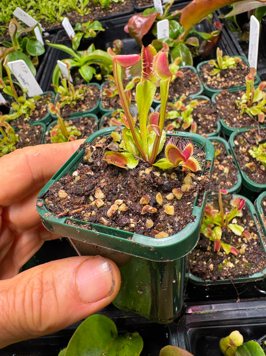venus flytrap 'jaws'