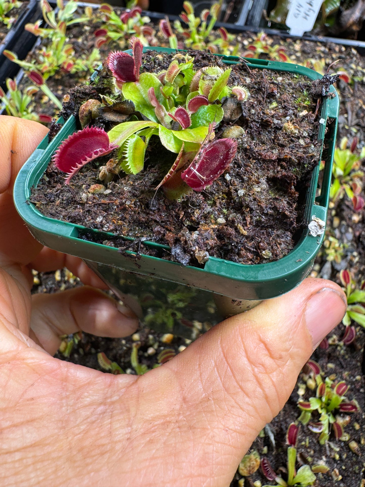 venus flytrap 'korean melody shark'