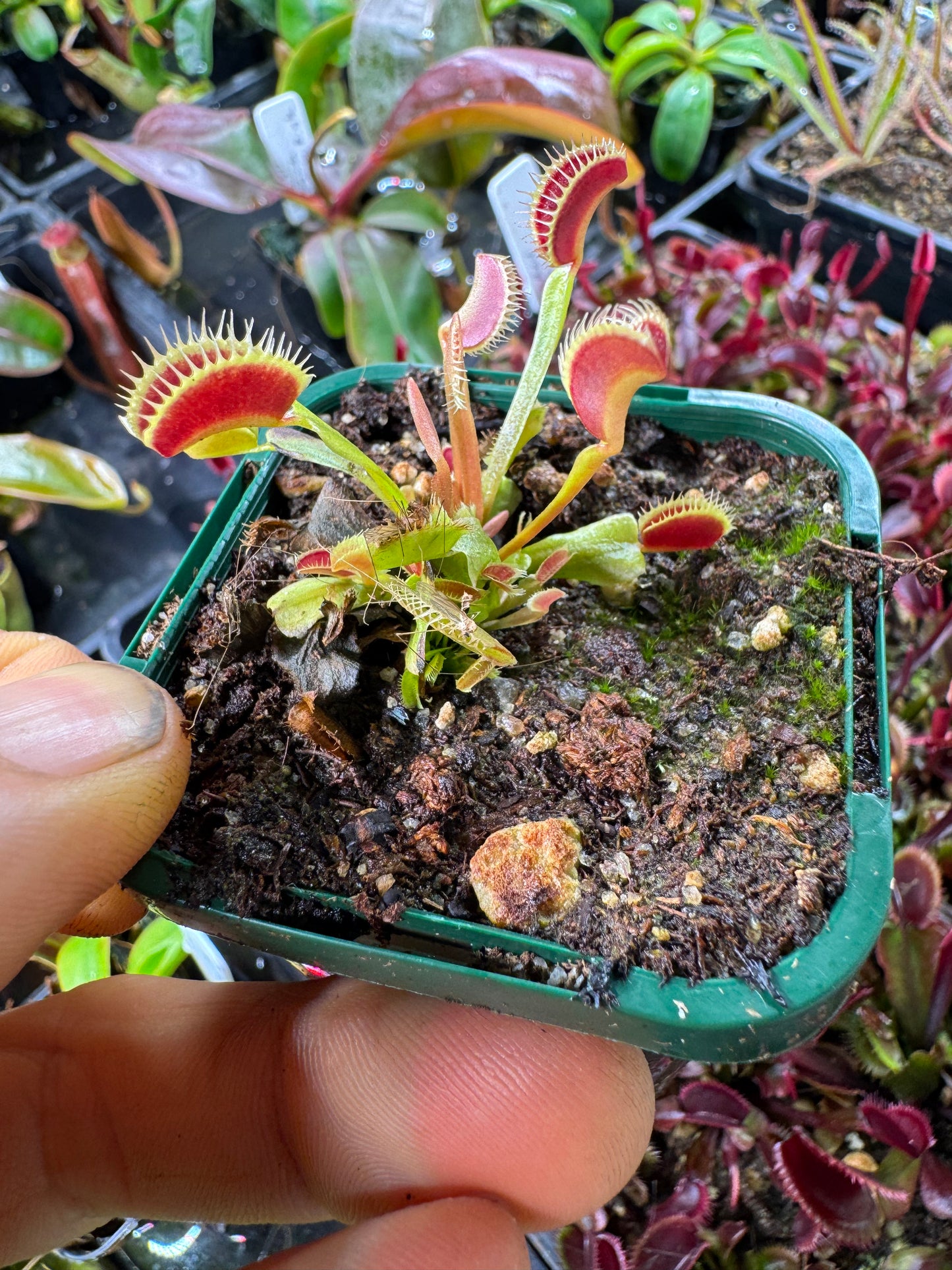 venus flytrap 'fake dracula'