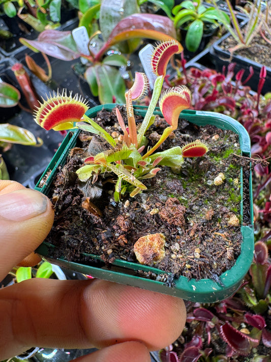 venus flytrap 'fake dracula'
