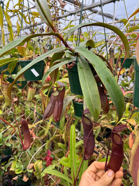 Nepenthes Sanguinea tc 140mm pot