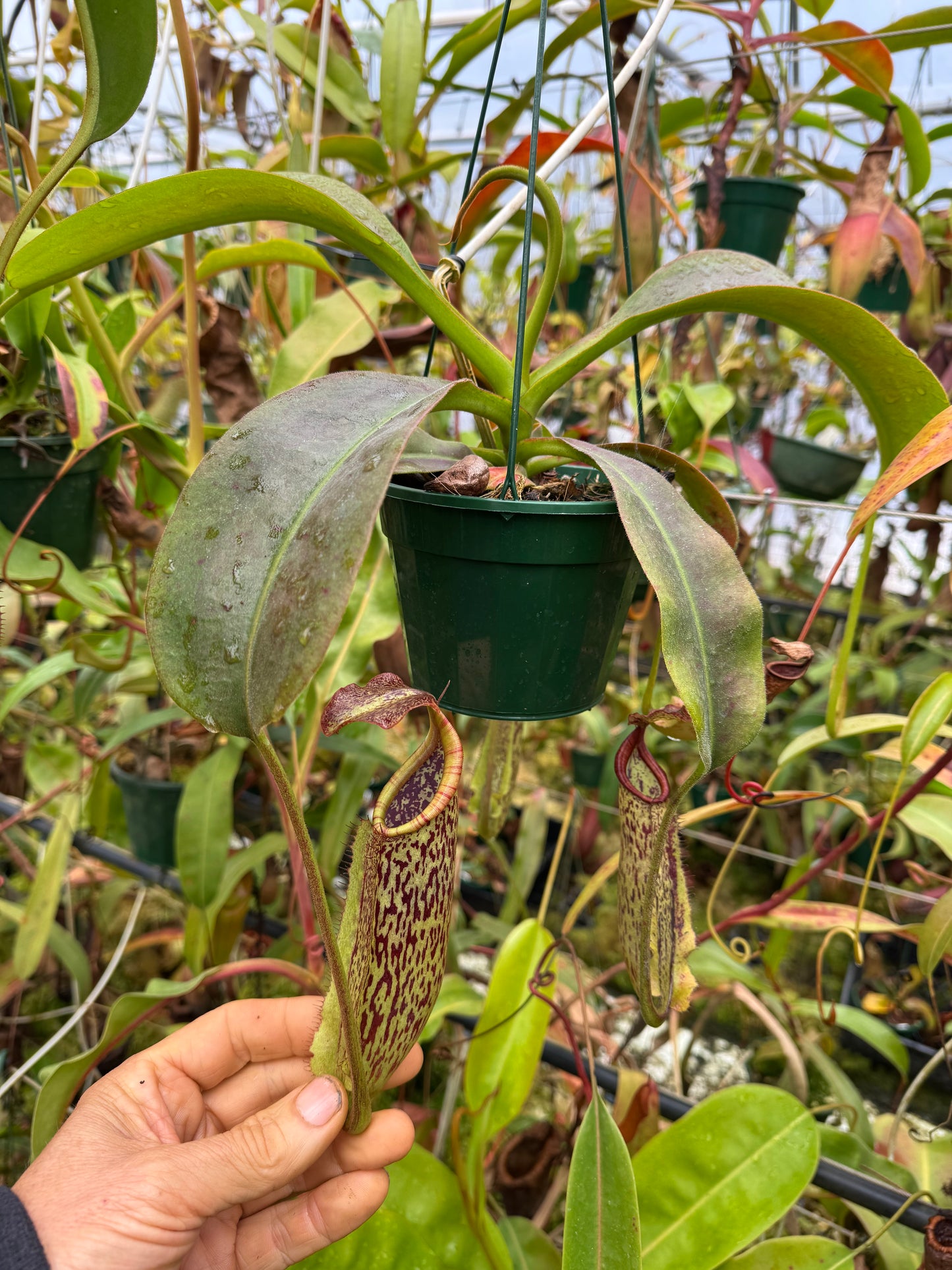 Nepenthes Maxima tc 140mm pot