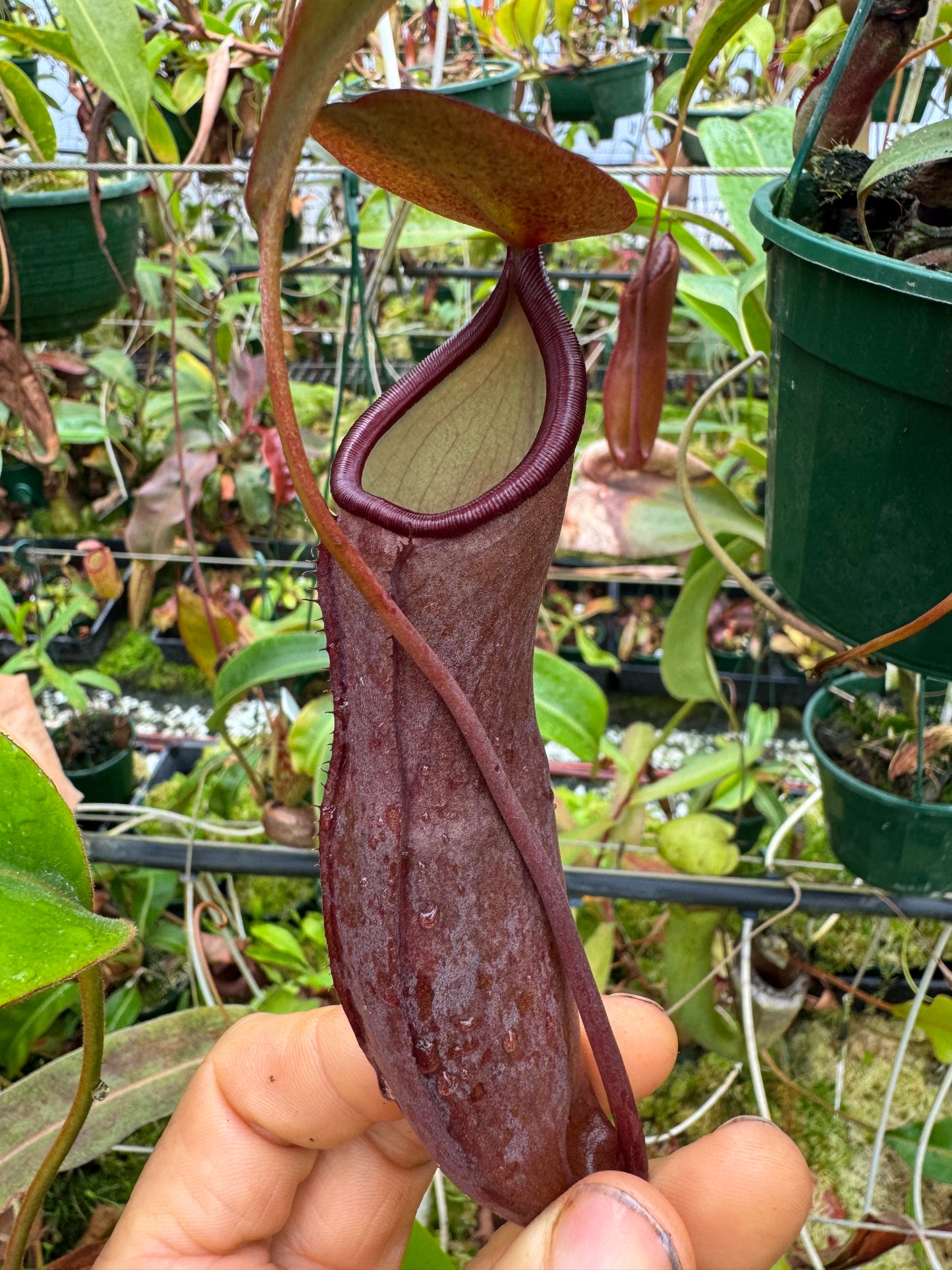 Nepenthes Sanguinea tc 140mm pot
