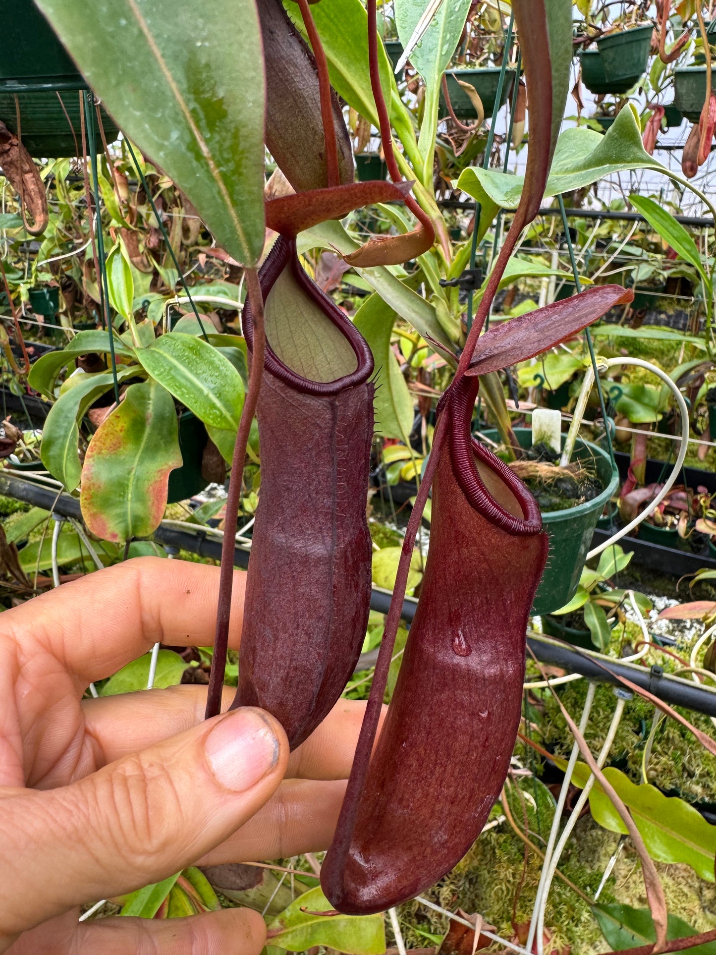 Nepenthes Sanguinea tc 140mm pot