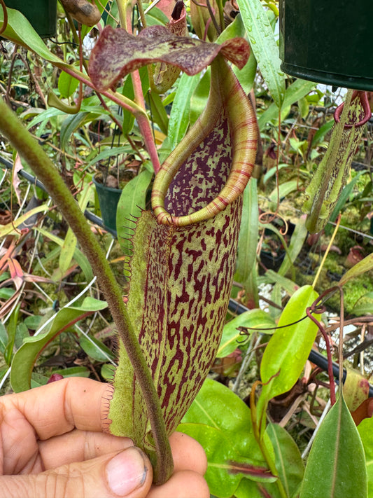 Nepenthes Maxima tc 140mm pot