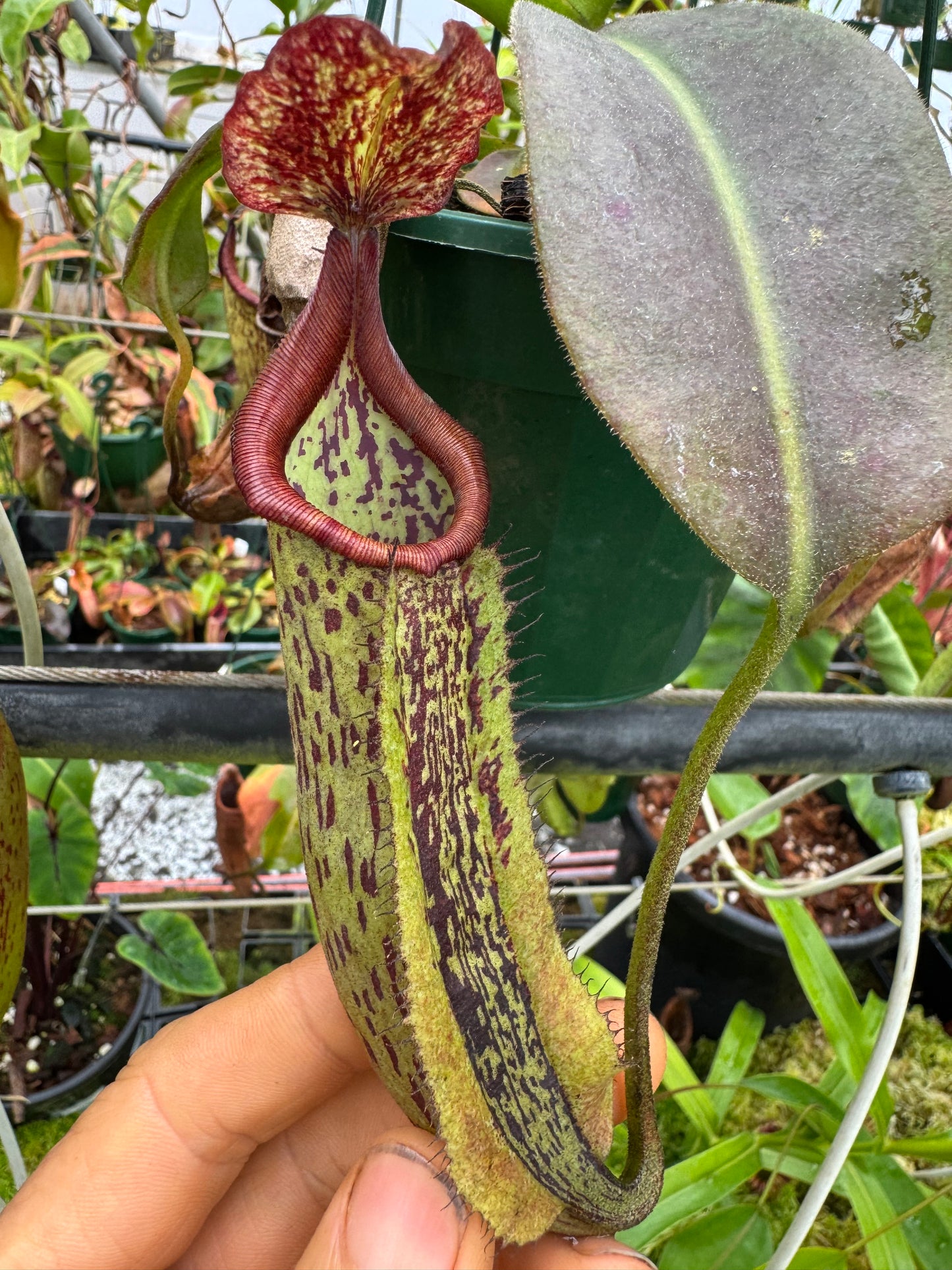 Nepenthes Maxima tc 140mm pot