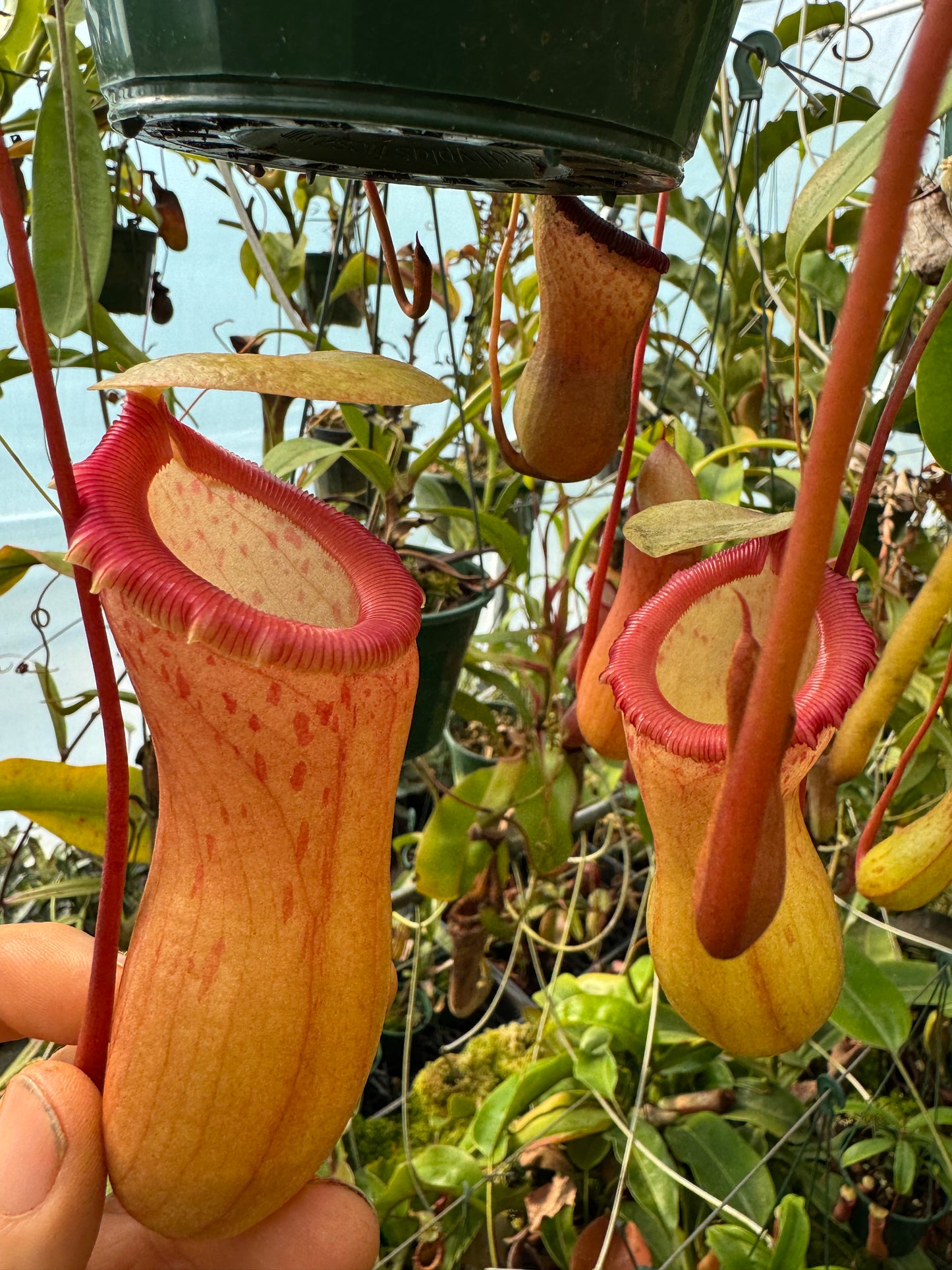 655.N. Ventricosa x sibuyanensis 140mm pot