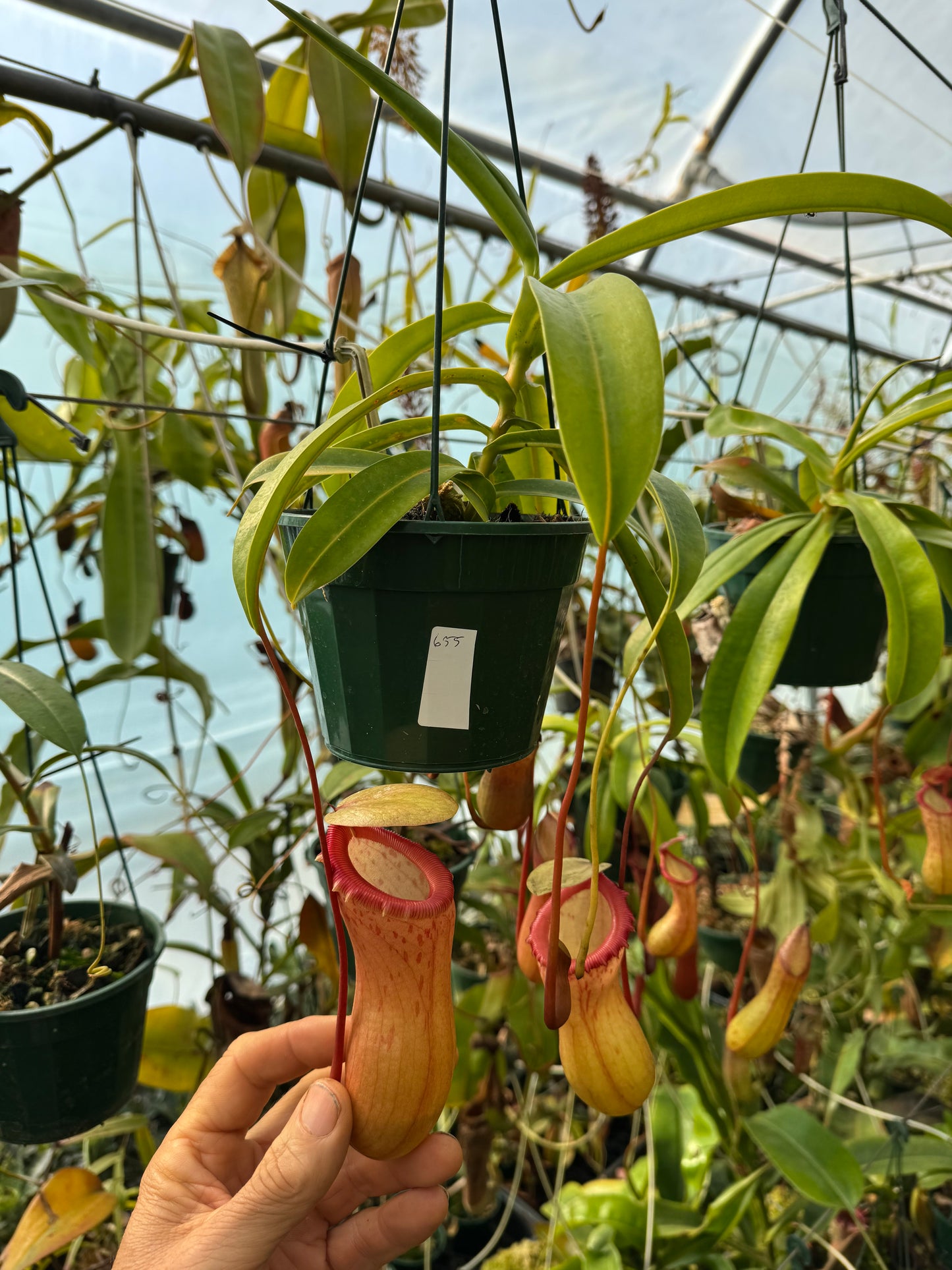 655.N. Ventricosa x sibuyanensis 140mm pot