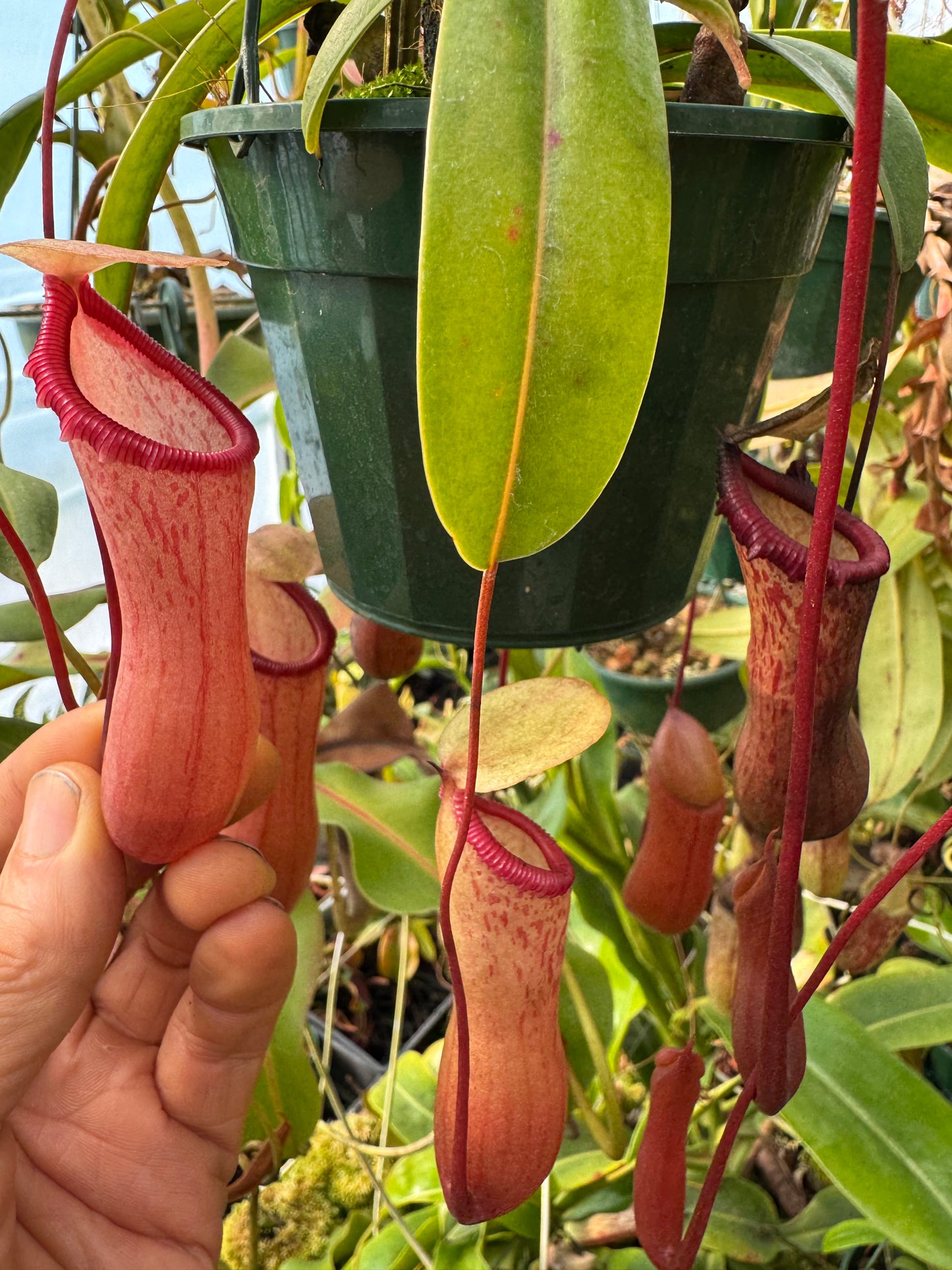 656.N.ventricosa x sibuyanensis 140mm pot