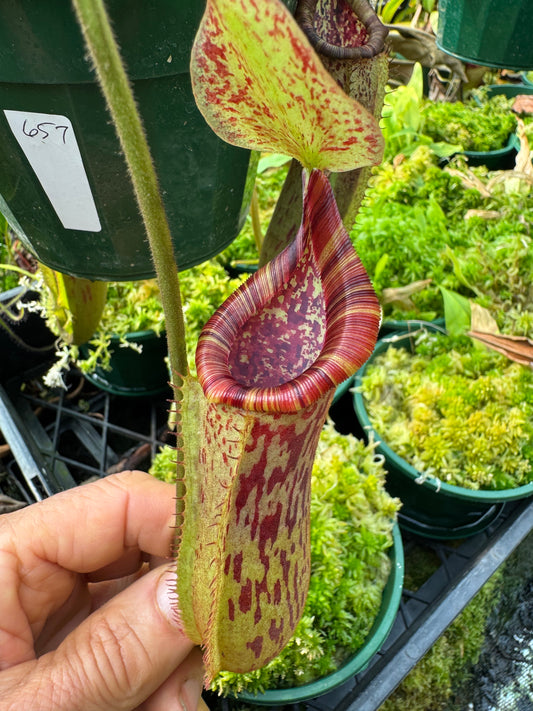 657.N.{[(lowii x veitchii) x tiveyi] x platychila} x {[(lowii x veitchii) x tiveyi] X platychila} 140mm pot