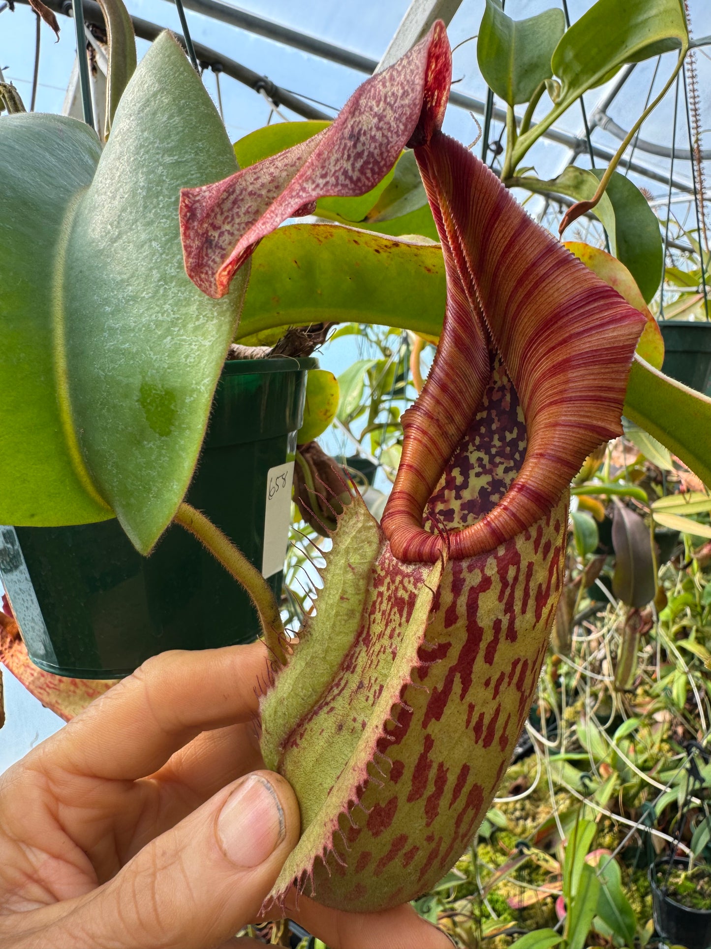 658.N. (eymae x veitchii) x Bookerensis 140mm pot